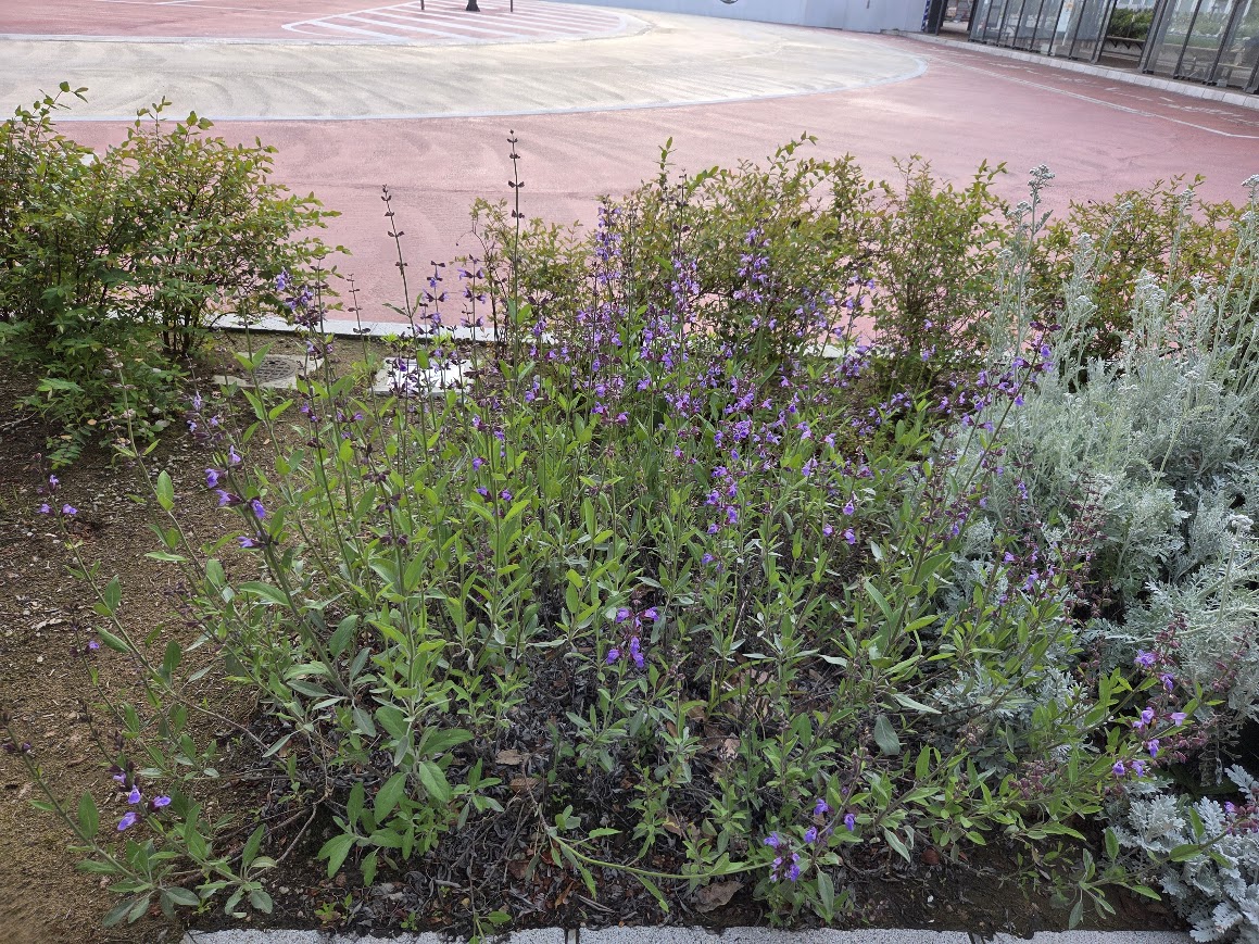 5月加賀温泉駅の花壇の花