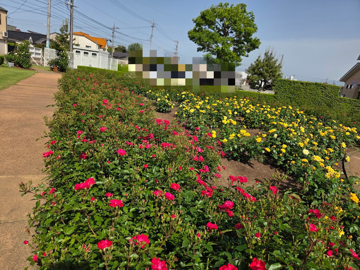 ５月Vroadのバラ