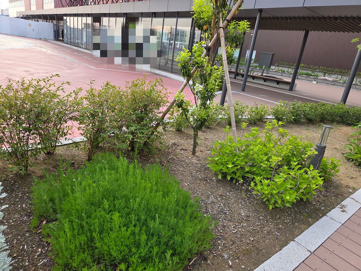 5月加賀温泉駅バス乗り場前花壇