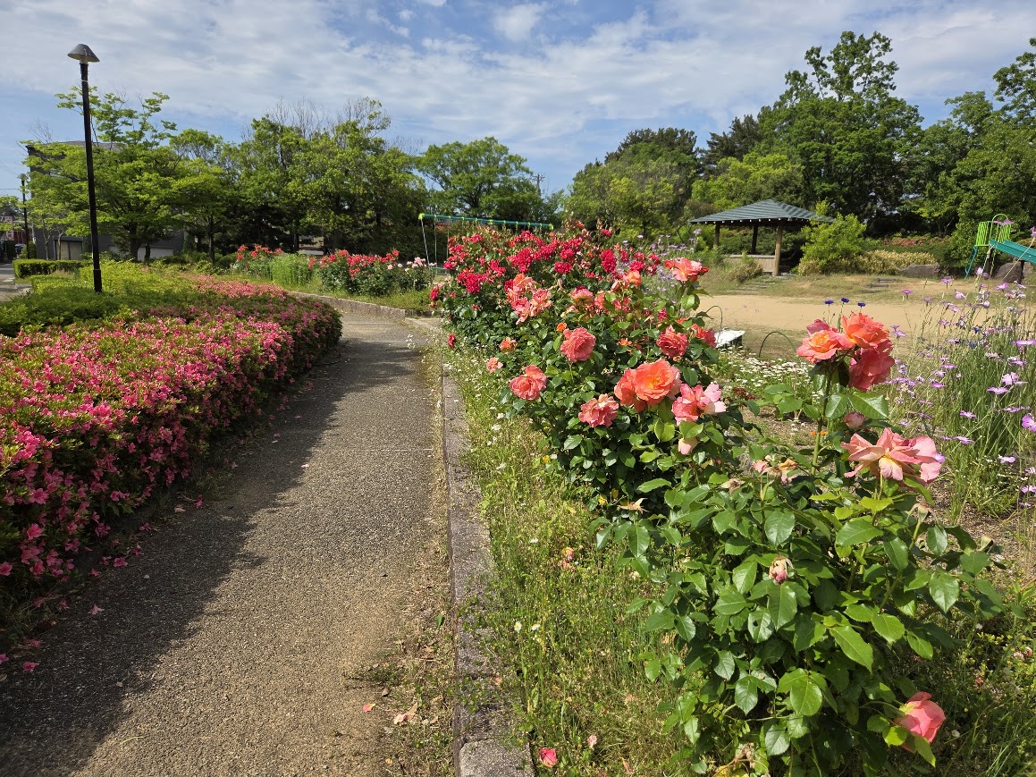 小松中央緑地のバラ