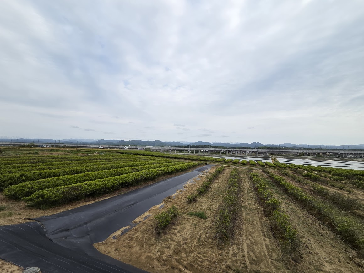 ５月打越茶畑