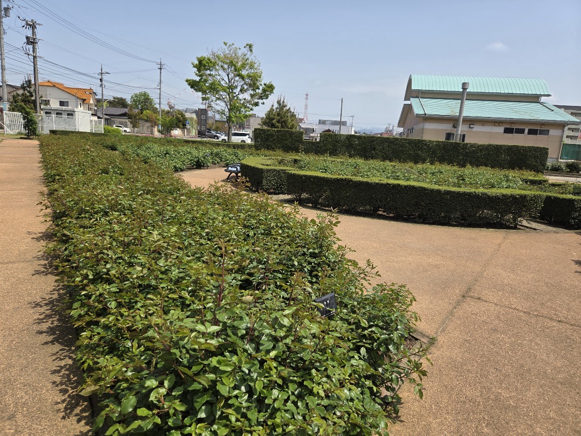 小松運動公園バラ園