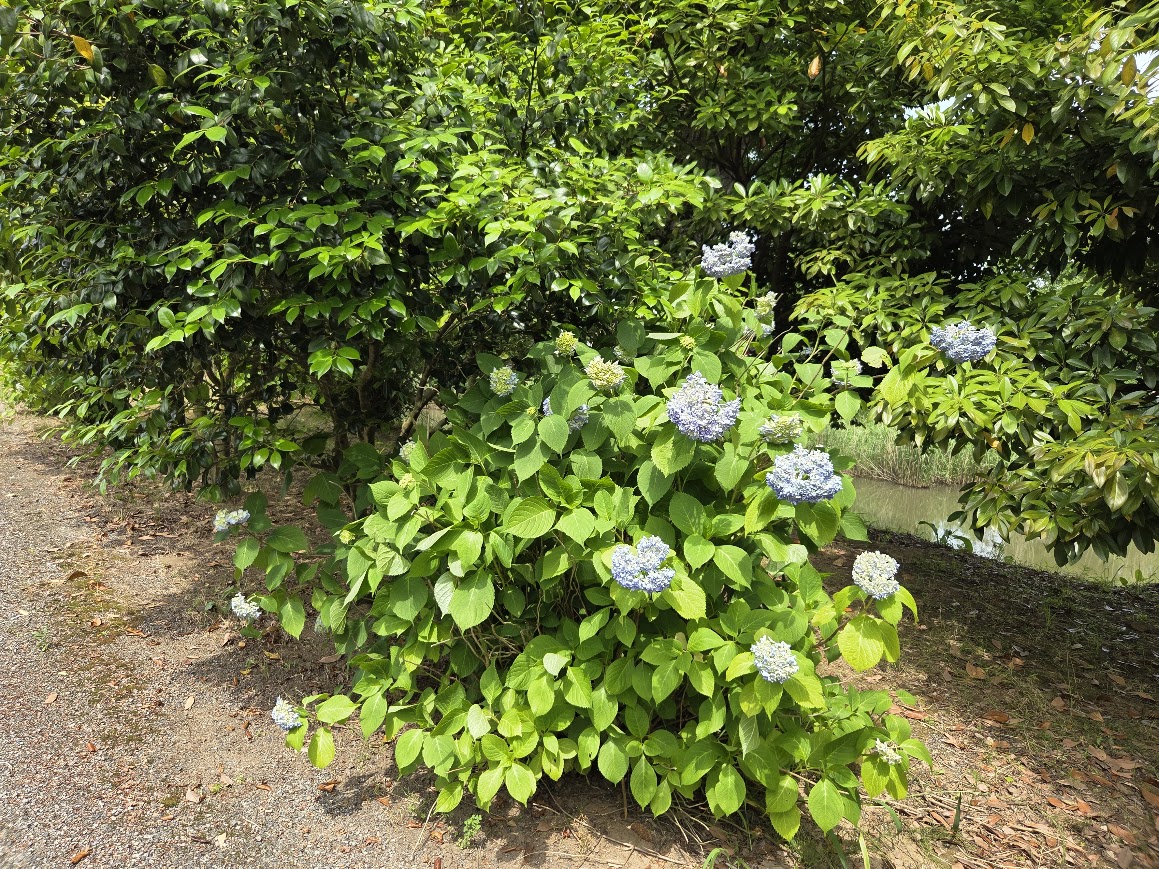 大聖寺川沿いのアジサイ
