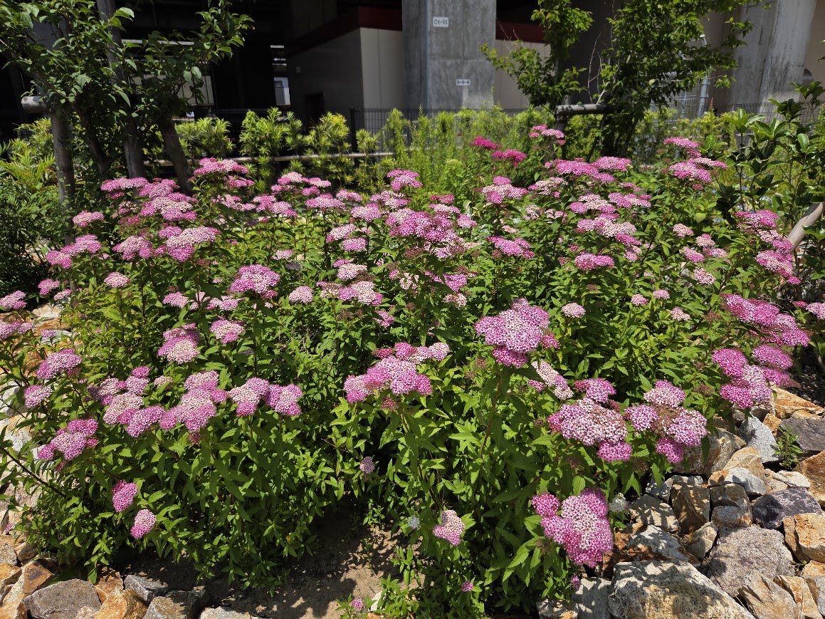 6月加賀温泉駅の花